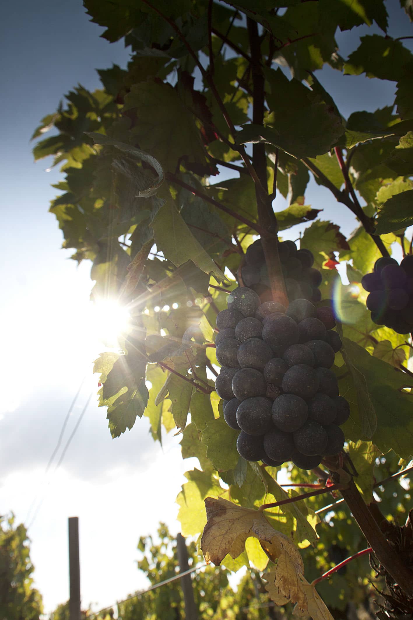 Coteaux-du-Giennois-Domaine-Poupat