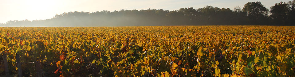 present-du-domaine_poupat_coteaux_giennois